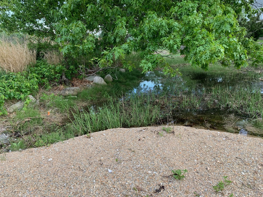 Gravel fill covering vegetation on shoreline
